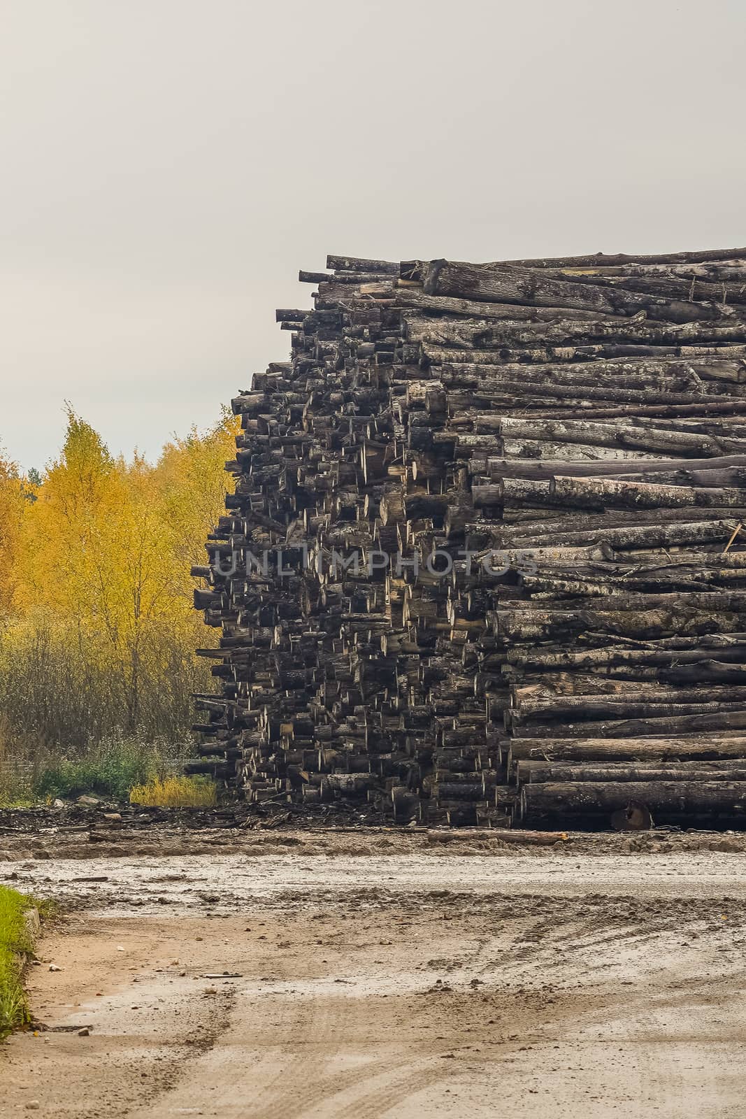 A pile of logs. Stack. Logs prepared for processing at a sawmill.