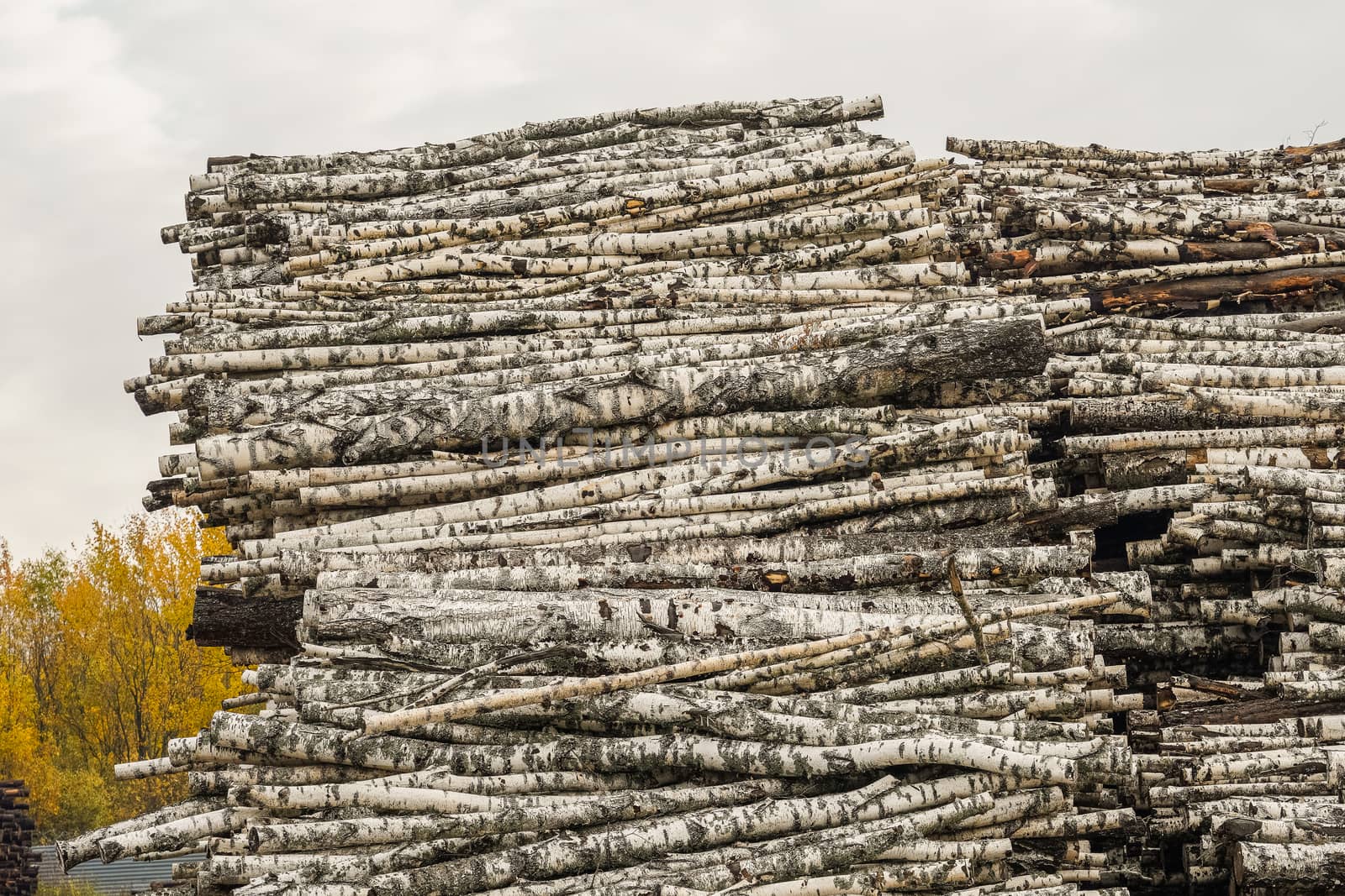 A pile of logs. Stack. Logs prepared for processing at a sawmill.