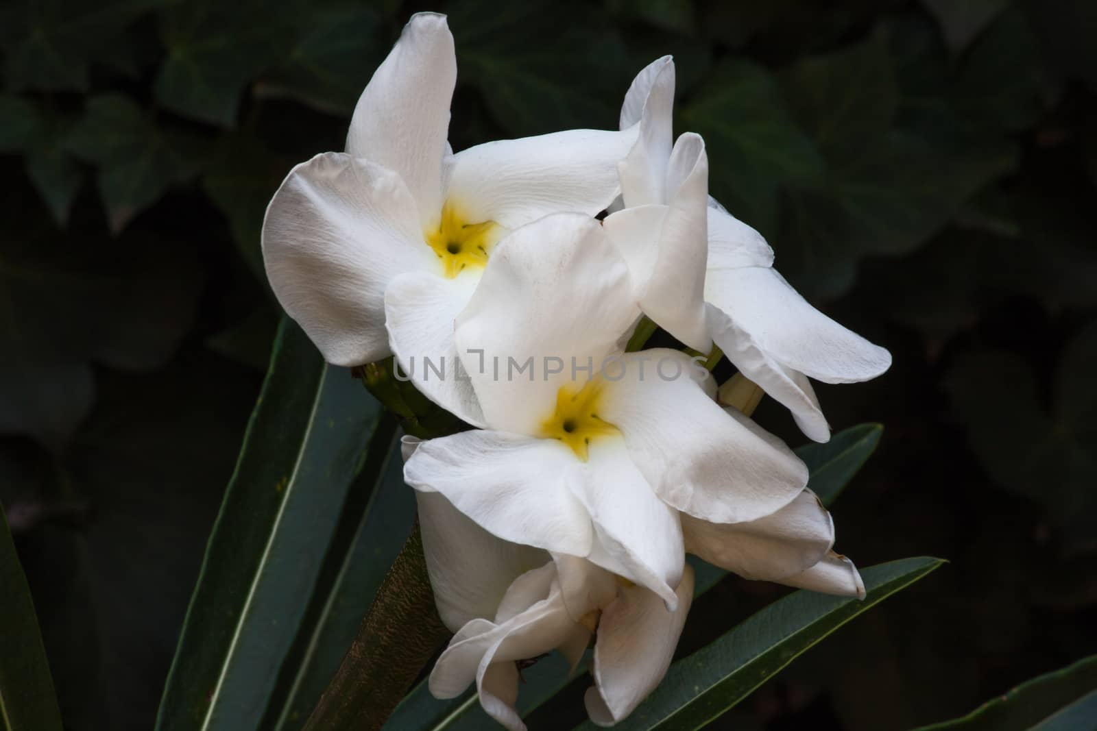 Madagascar Palm Pachypodium lamerei 5840 by kobus_peche