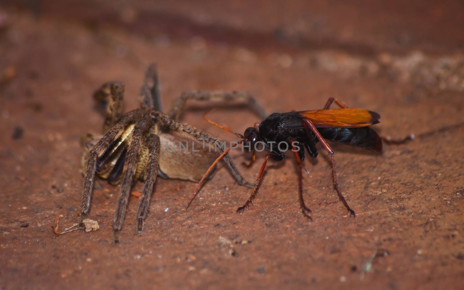 The adult wasps actually eats nectar, the female stings and paralyses the spider and then drags it to her burrow. There she lays a single egg on it. Because the spider is not dead, the meat stays fresh and the larvae eat the spider alive.