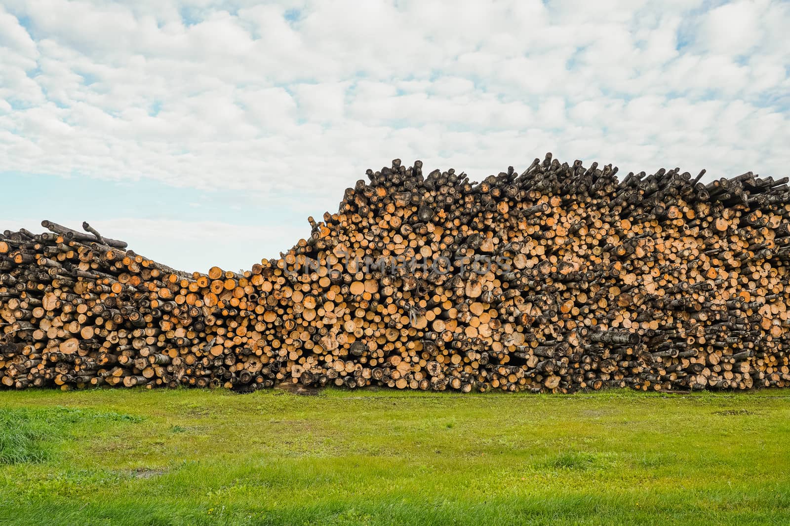 A pile of logs. Stack. Logs prepared for processing at a sawmill.