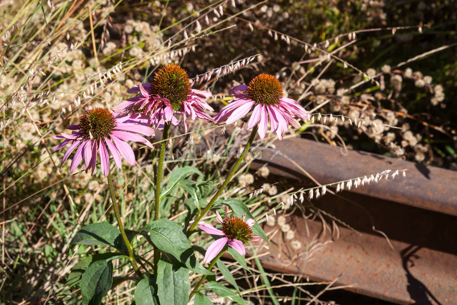 Flowers on the High Line by ATGImages