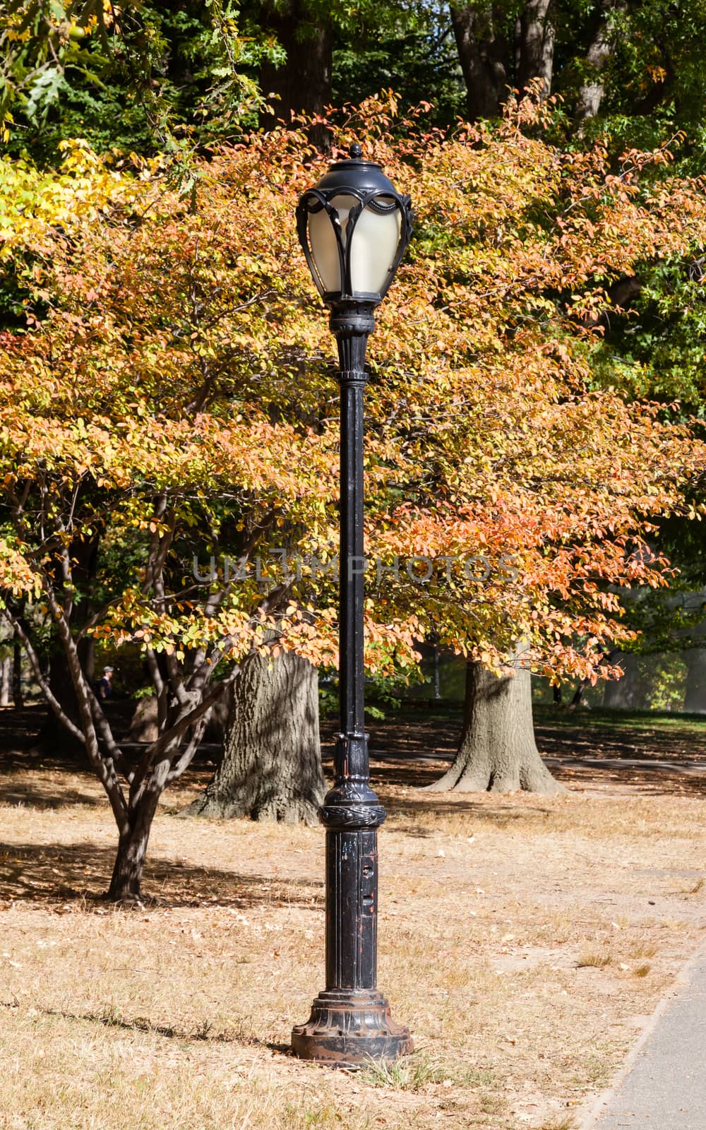 A Lamp Post in Central Park by ATGImages