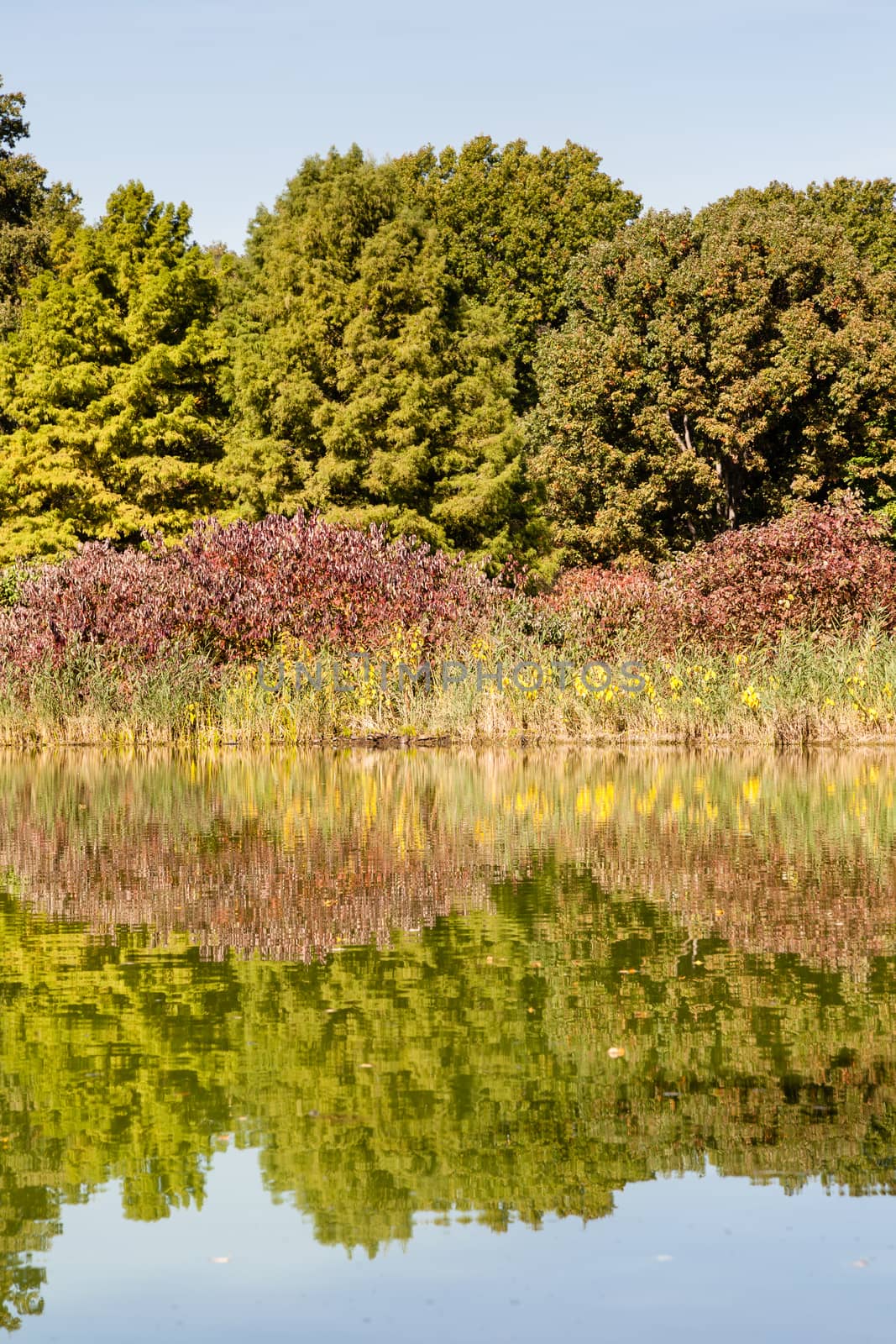 Turtle Pond Reflections by ATGImages