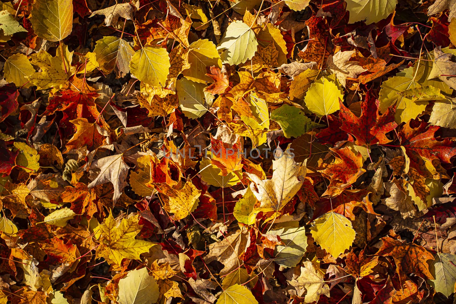 texture of real colored fall leaves on the ground