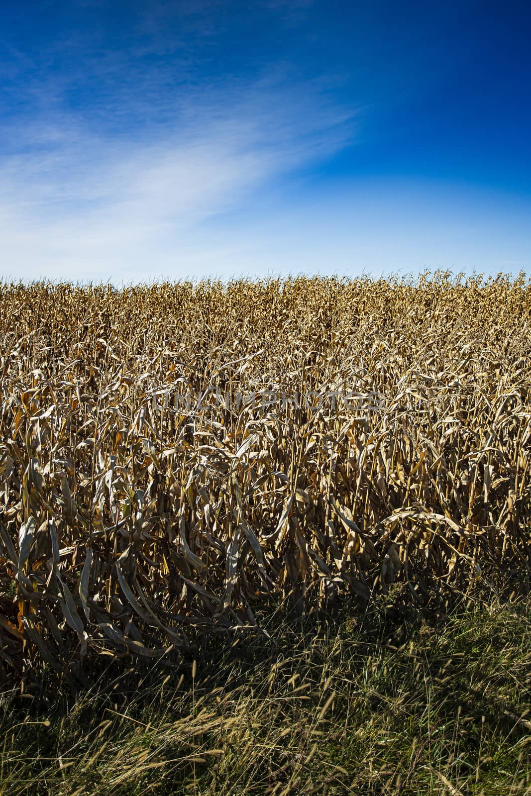 Field of dried corn with blue sky