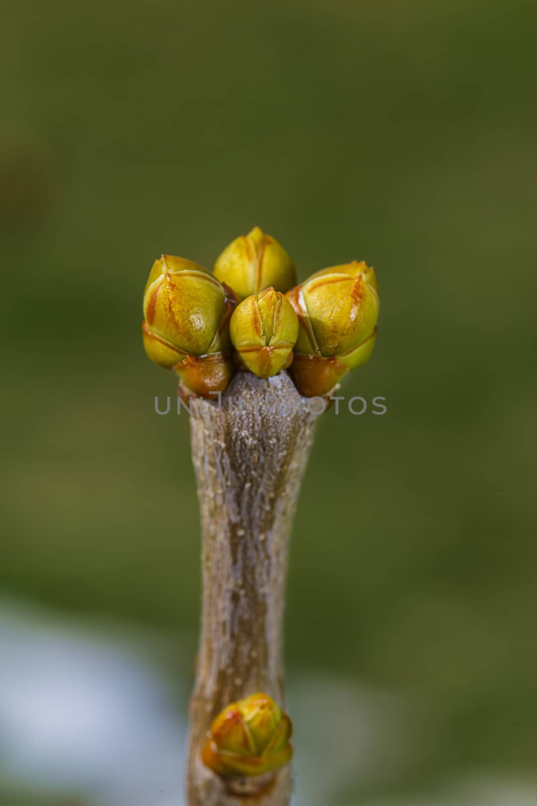 Close of unopen lilac buds against a green background