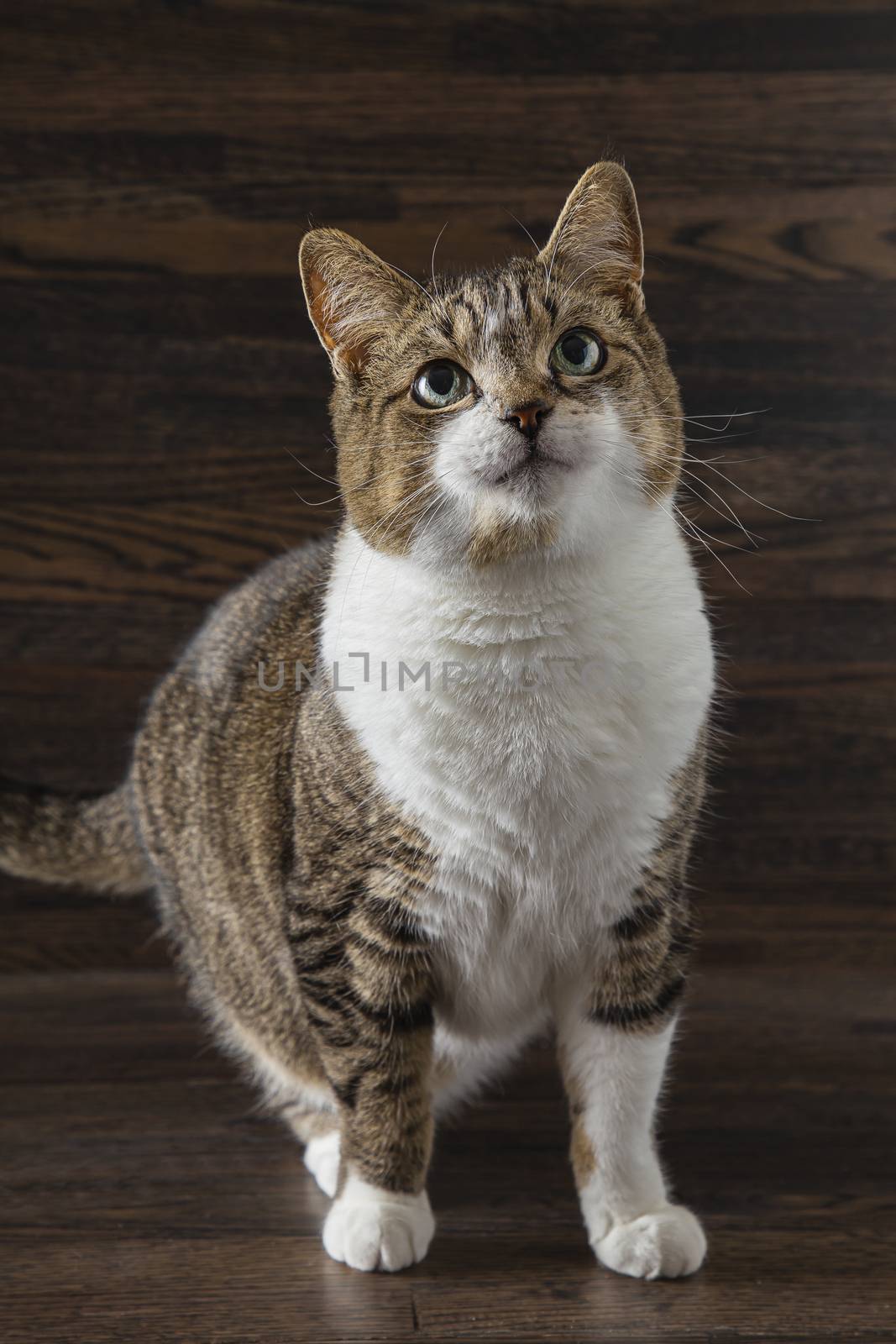 cute tabby cat about to bounce, against a dark wood background