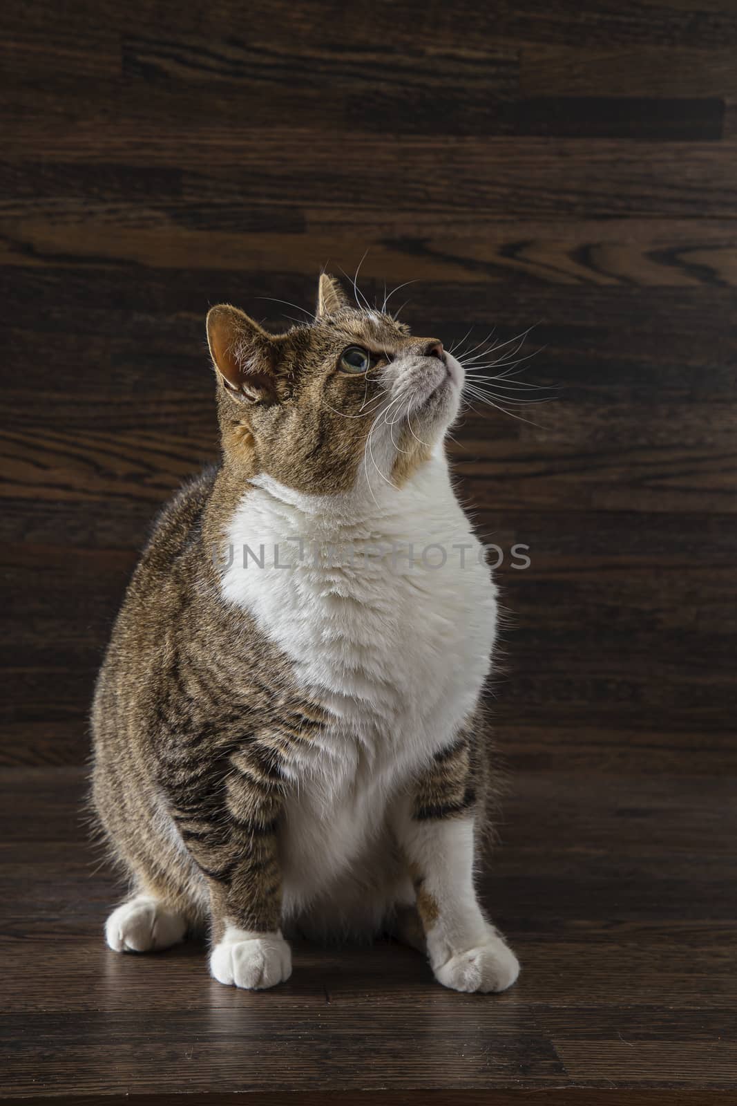 tabby cat, with scated position, against a dark wood background