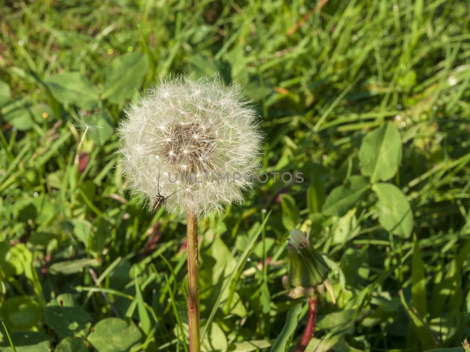 Fluffy dandelion among the green grass. Spring may month