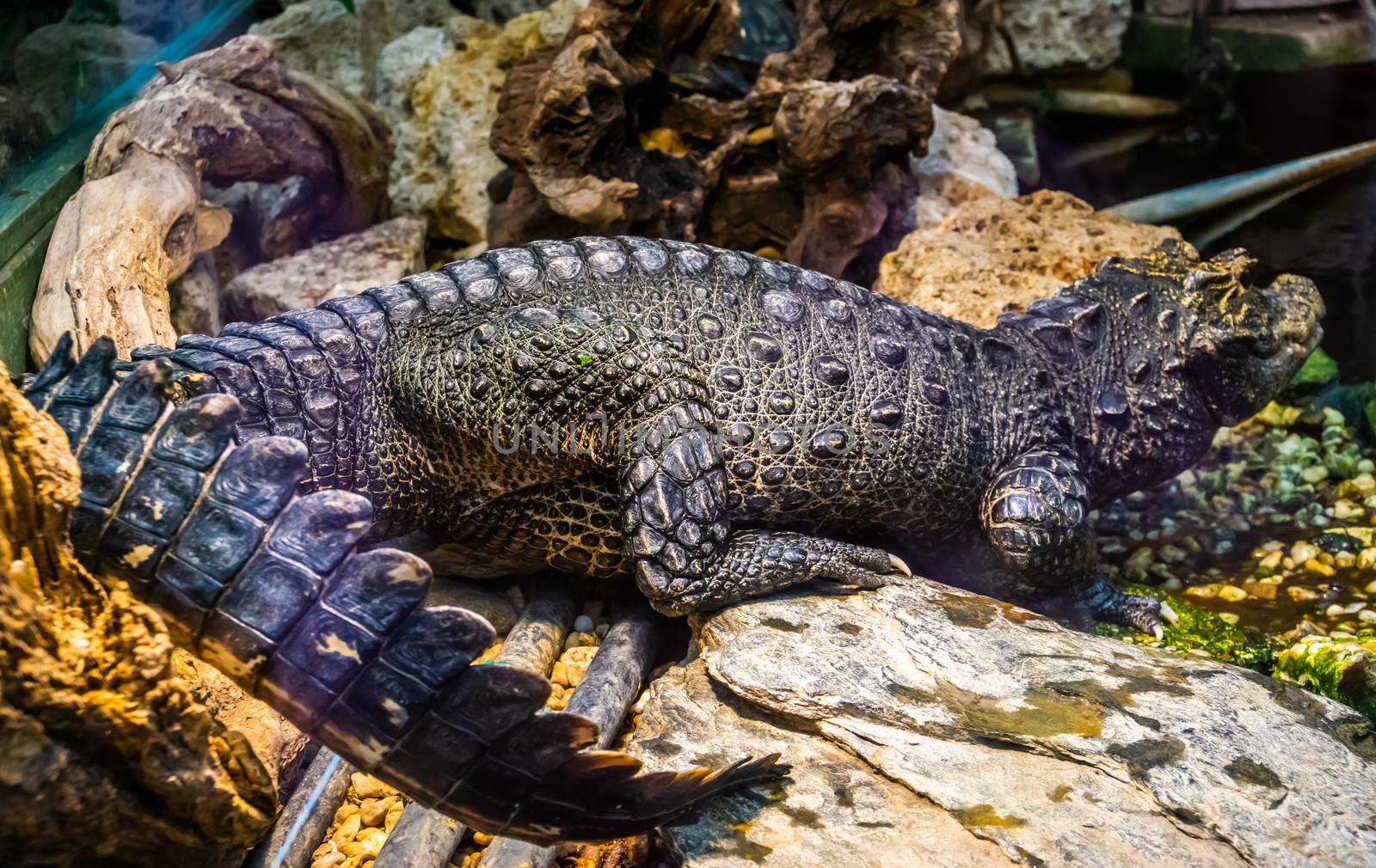 full body portrait of an african dwarf crocodile, Vulnerable and tropical reptile specie from Africa