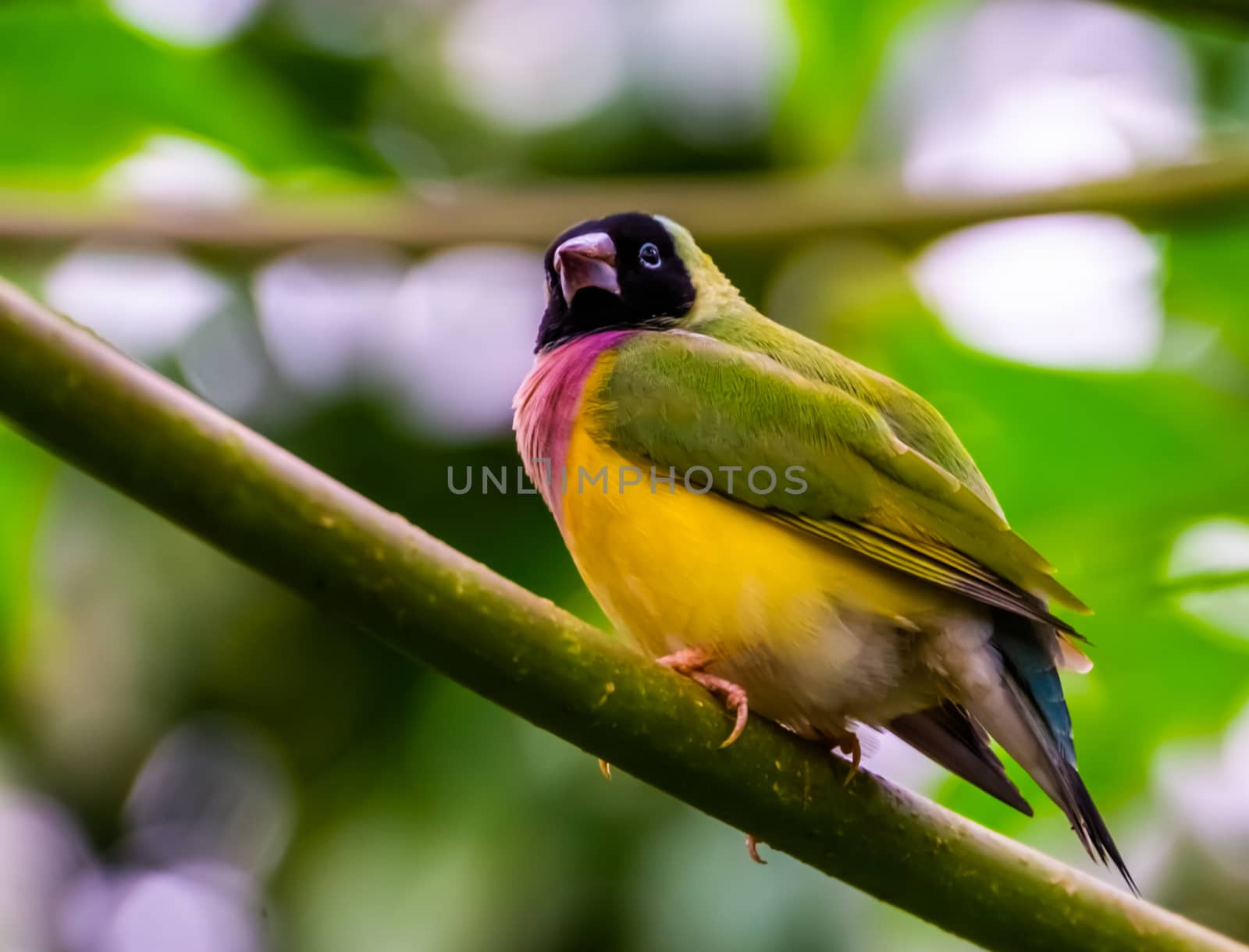 closeup of a black headed gouldian finch, colorful tropical bird specie from Australia by charlottebleijenberg