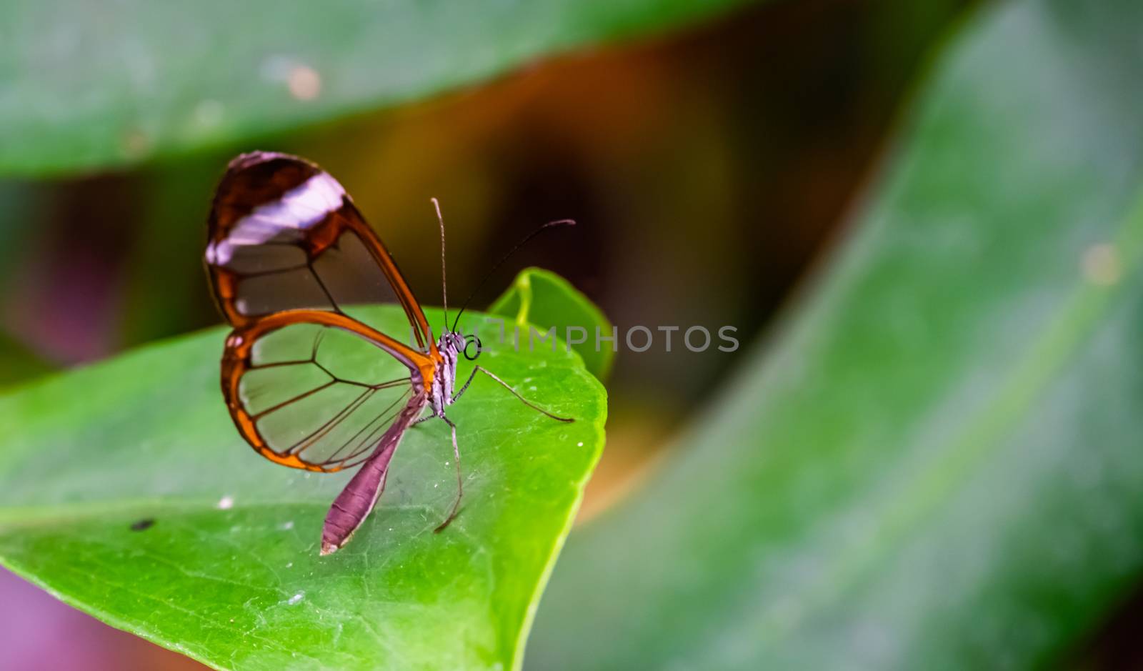 beautiful macro closeup of a glasswing butterfly, tropical insect specie from south America