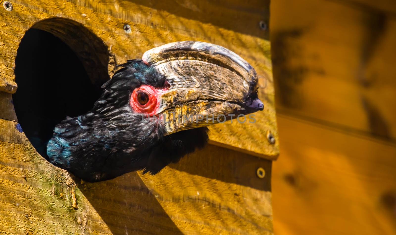 funny closeup of the face of a trumpeter hornbill bird, looking out its bird house, tropical animal specie from Africa by charlottebleijenberg