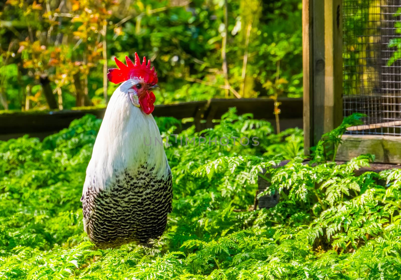 closeup portrait of a black and white braekel chicken, popular breed from belgium by charlottebleijenberg