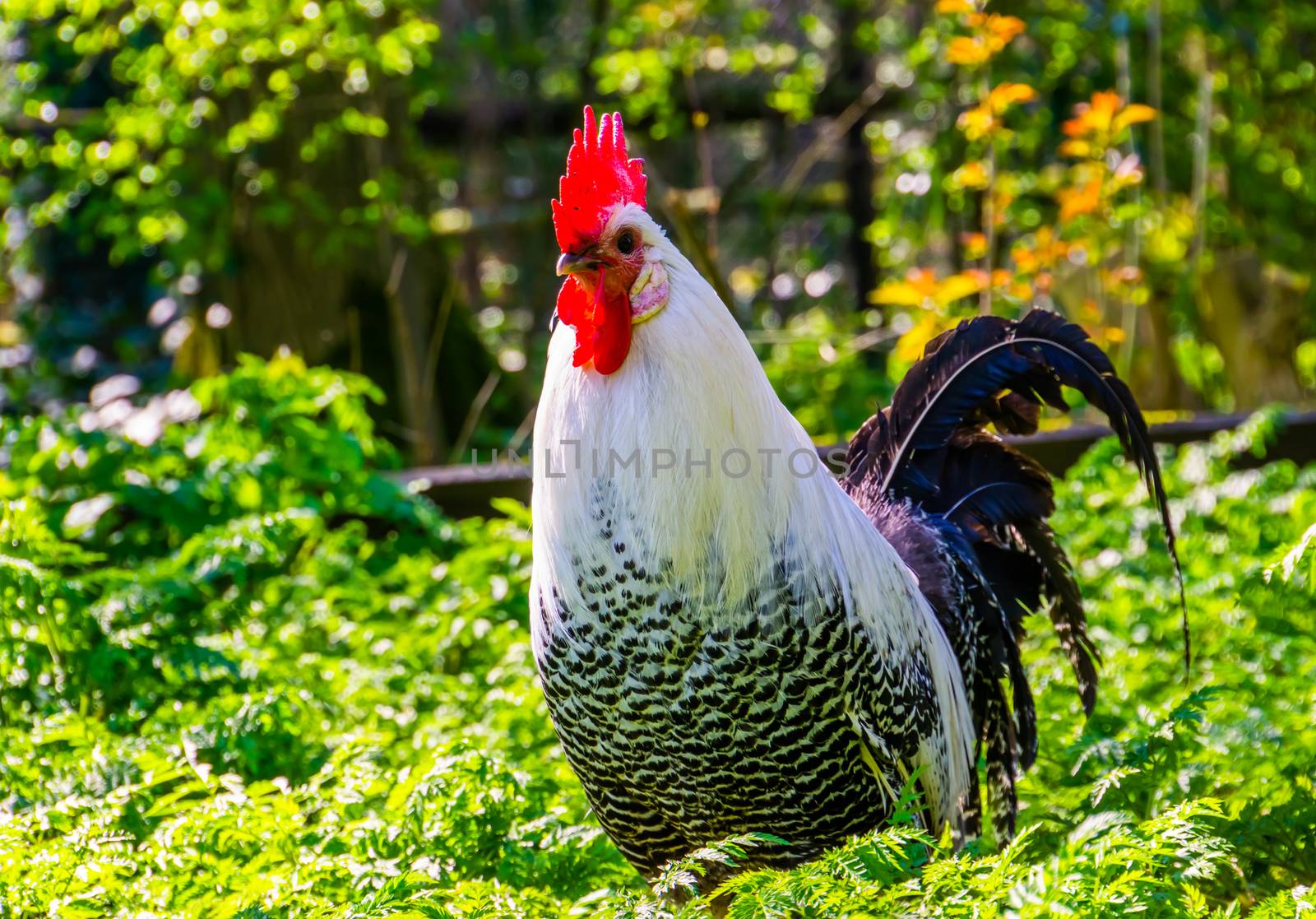 beautiful portrait of a black and white brakel chicken, popular breed from belgium by charlottebleijenberg