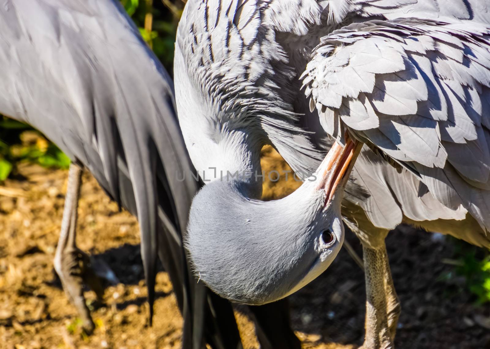 closeup of a blue paradise crane preening its feathers, Vulnerable bird specie from Africa