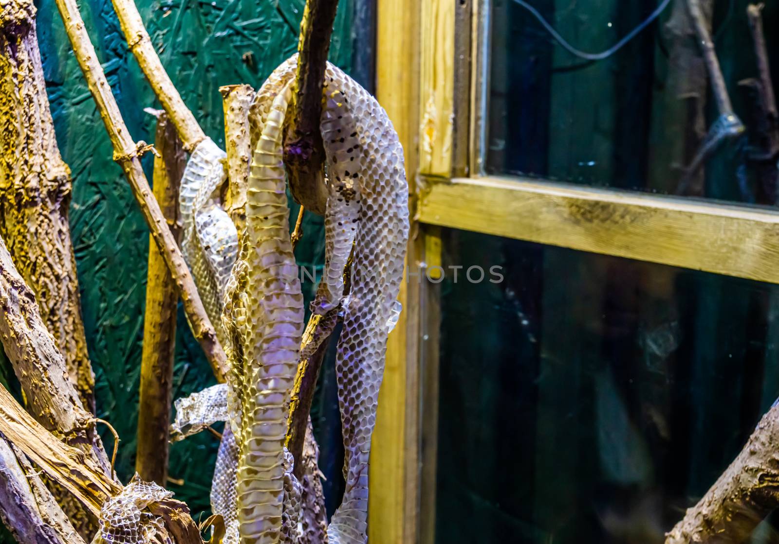 closeup of a shed snake skin moult hanging on a branch, ecdysis of a mexican kingsnake