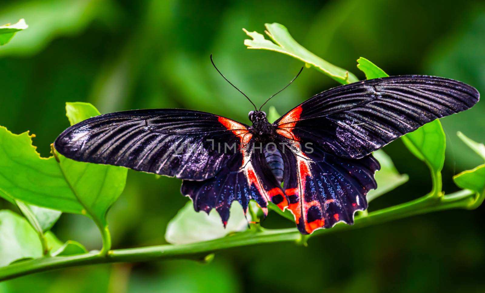 beautiful macro closeup of a red scarlet butterfly, tropical insect specie from Asia by charlottebleijenberg