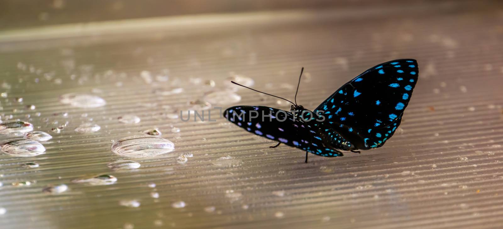 beautiful macro closeup of a blue spotted black butterfly, tropical insect specie from Costa Rica, America by charlottebleijenberg