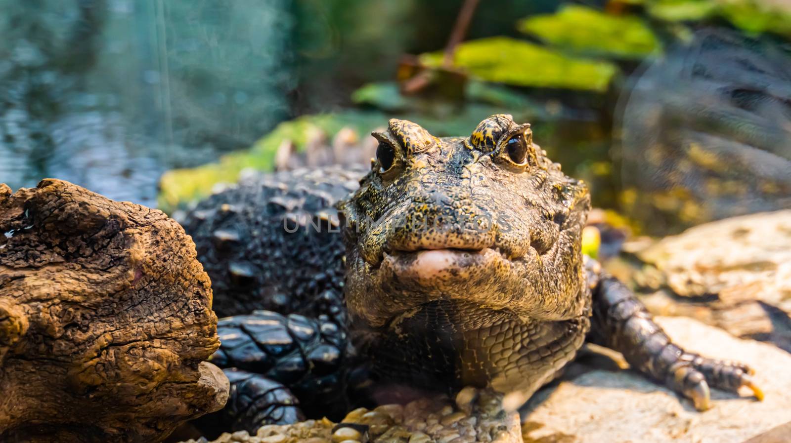 front closeup of a african dwarf crocodile in closeup, tropical and vulnerable reptile specie from Africa by charlottebleijenberg