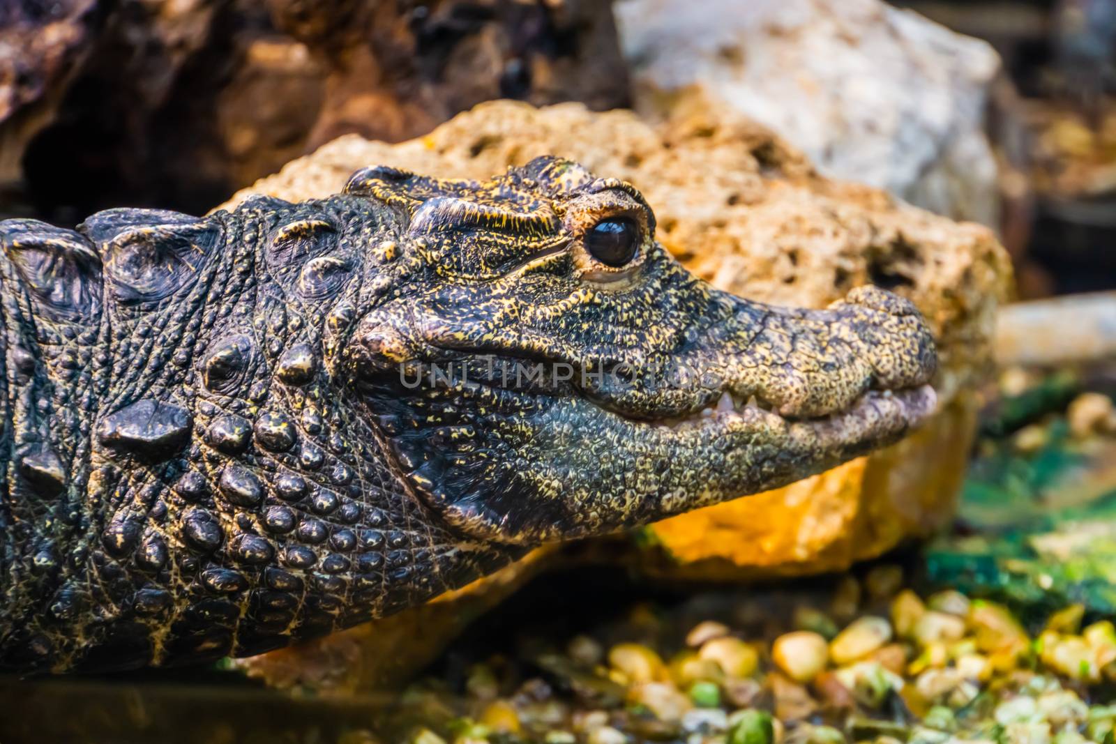 closeup of the face of an african dwarf crocodile, Vulnerable and tropical reptile specie from Africa by charlottebleijenberg