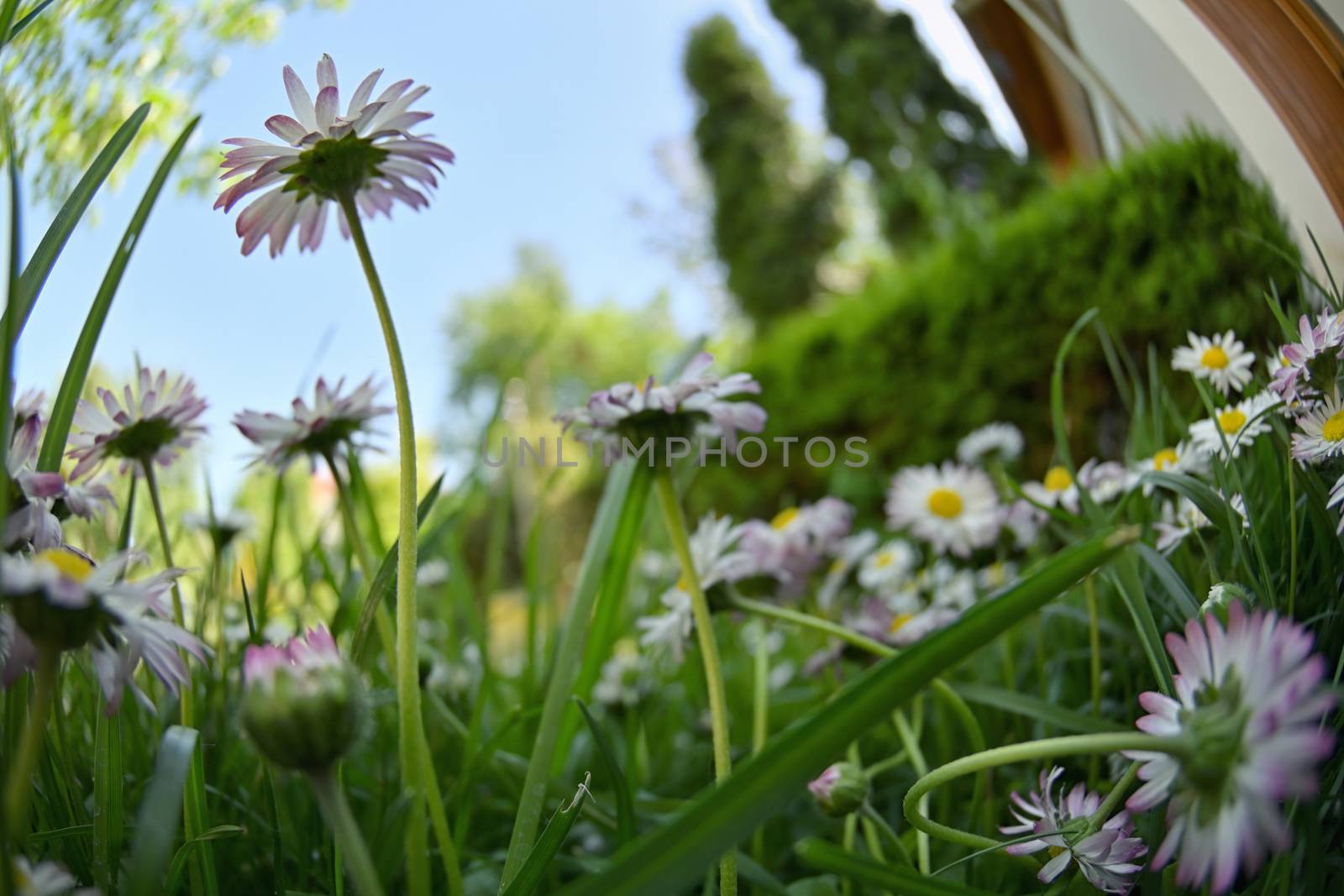 Bunch Of Common Daisy Flowers in Garden