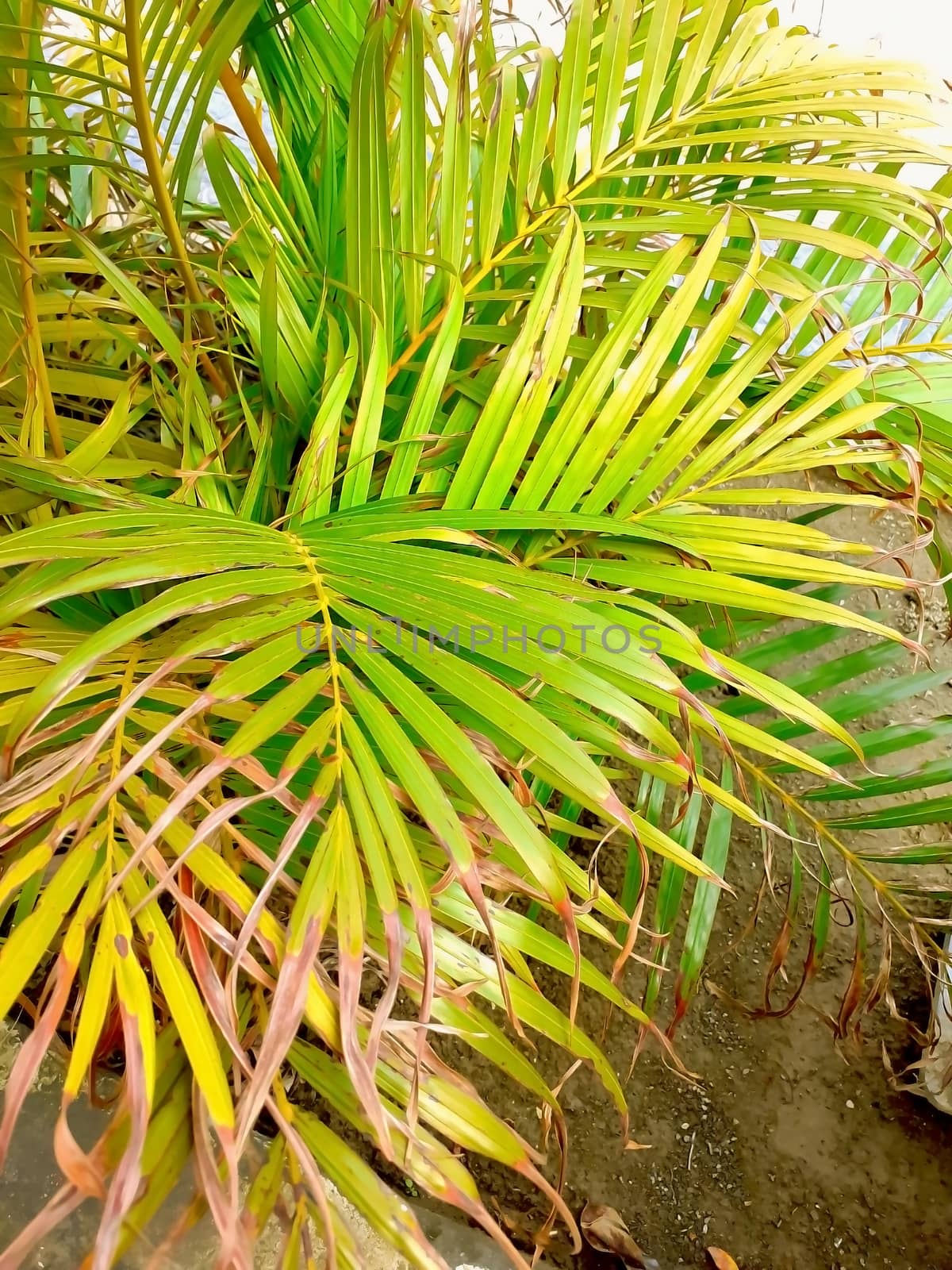 long and dry leaves of a plant