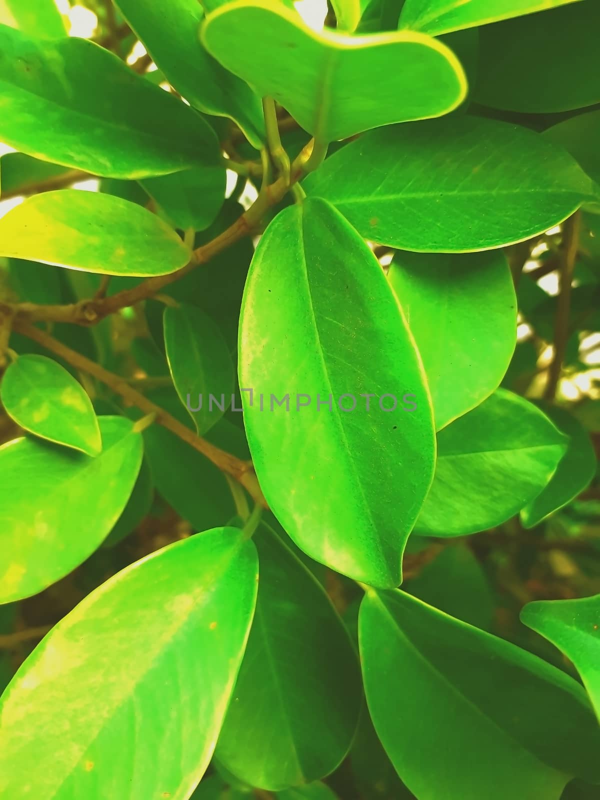 abstract view of a big leaf in a bunch of various plants leaves