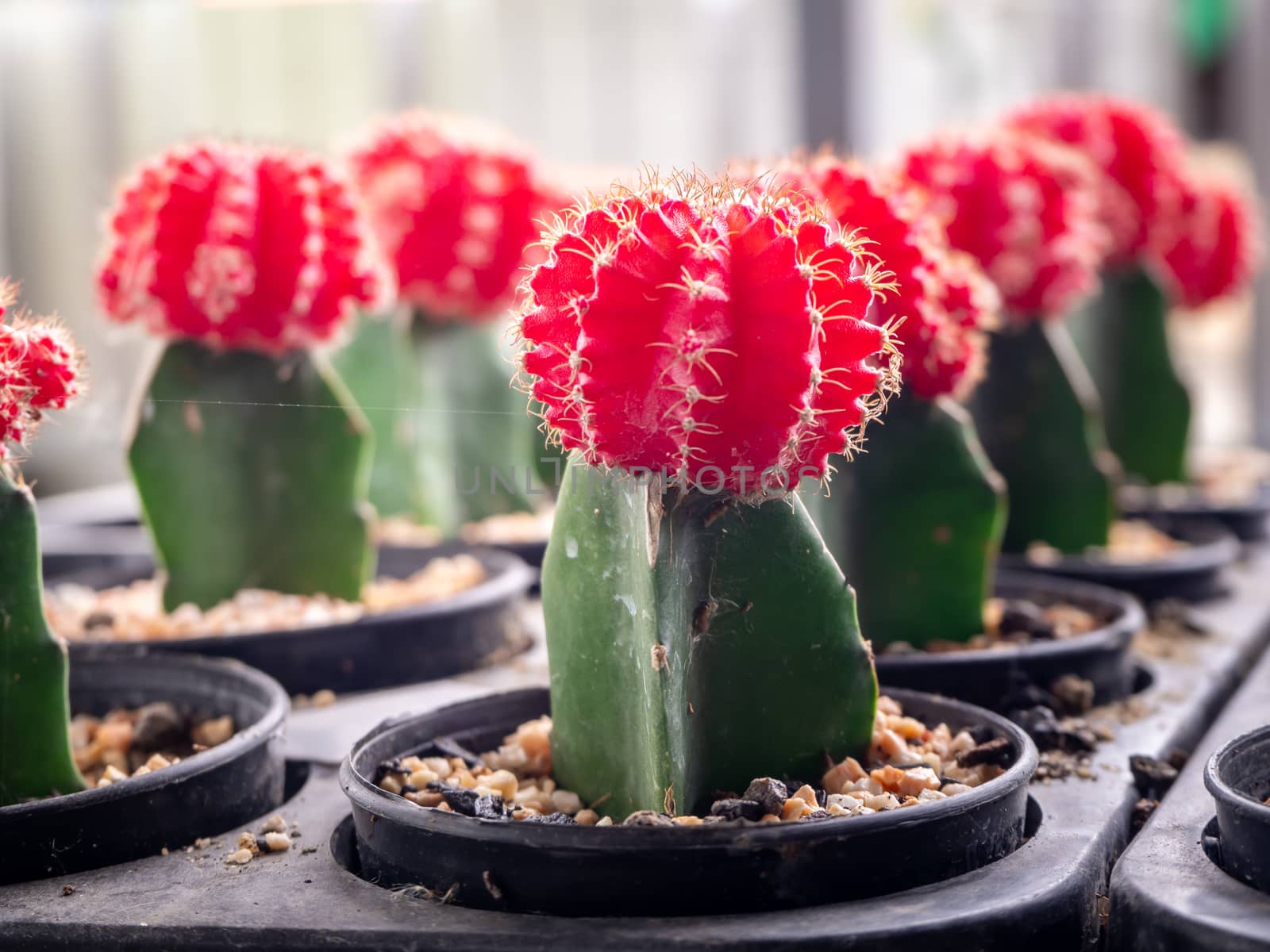 Top view small green cactus plant in pot