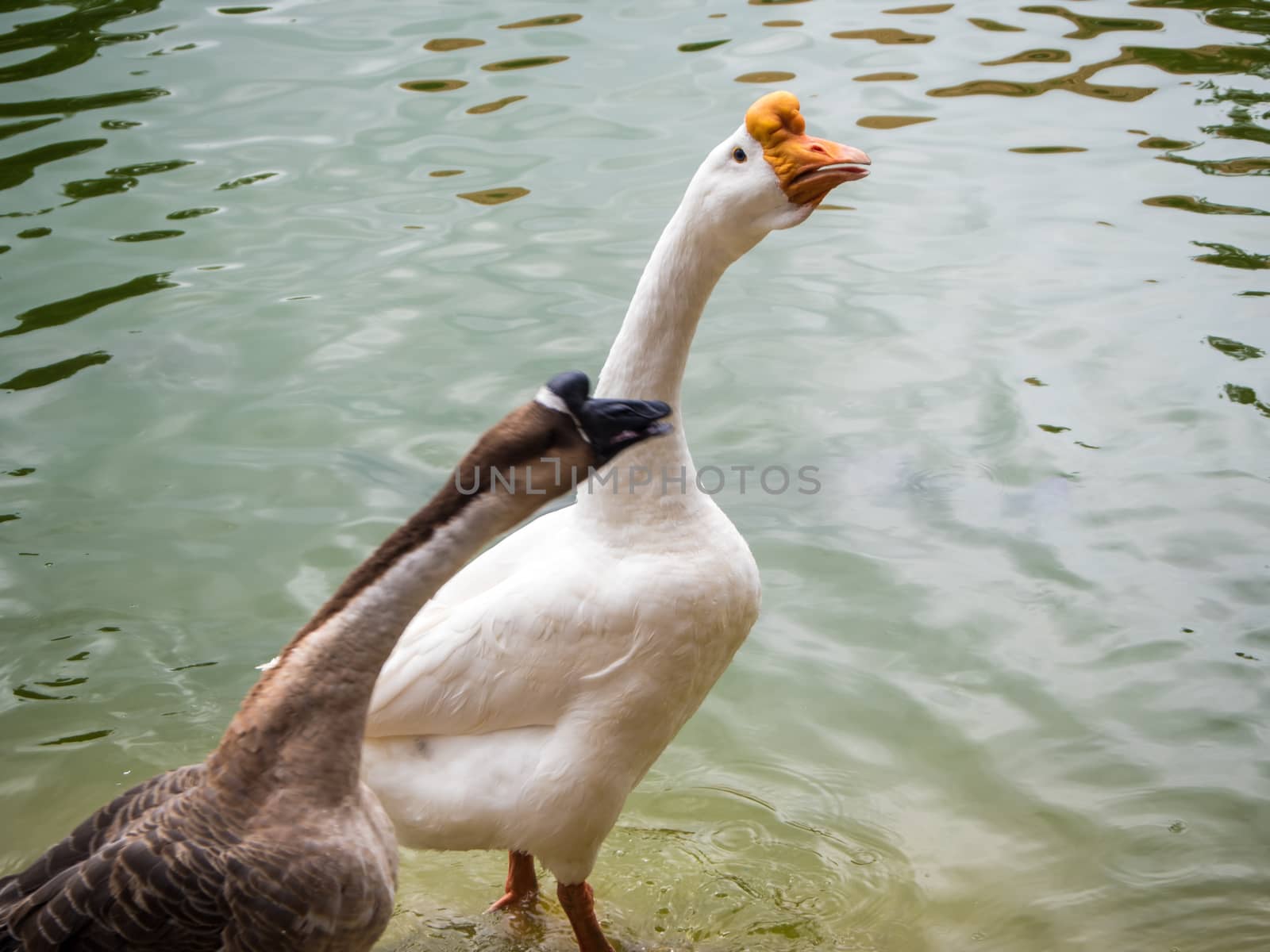 White goose and Brown goose in lake