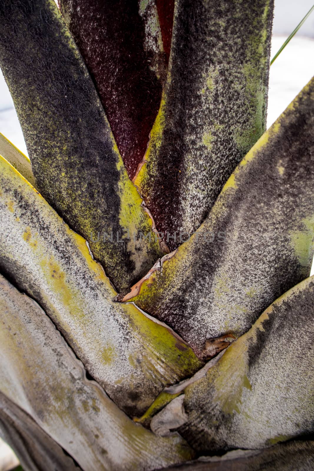 The trunk and bract leaves of palm tree