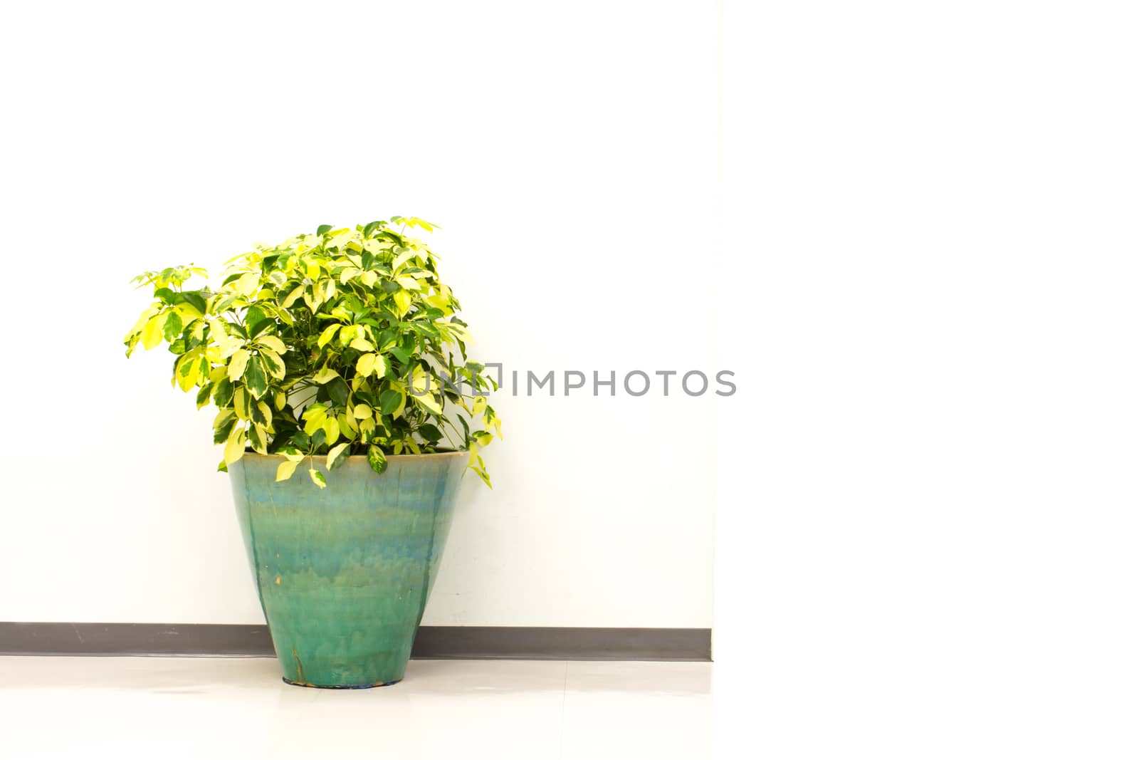 green garden plant  by shutterbird