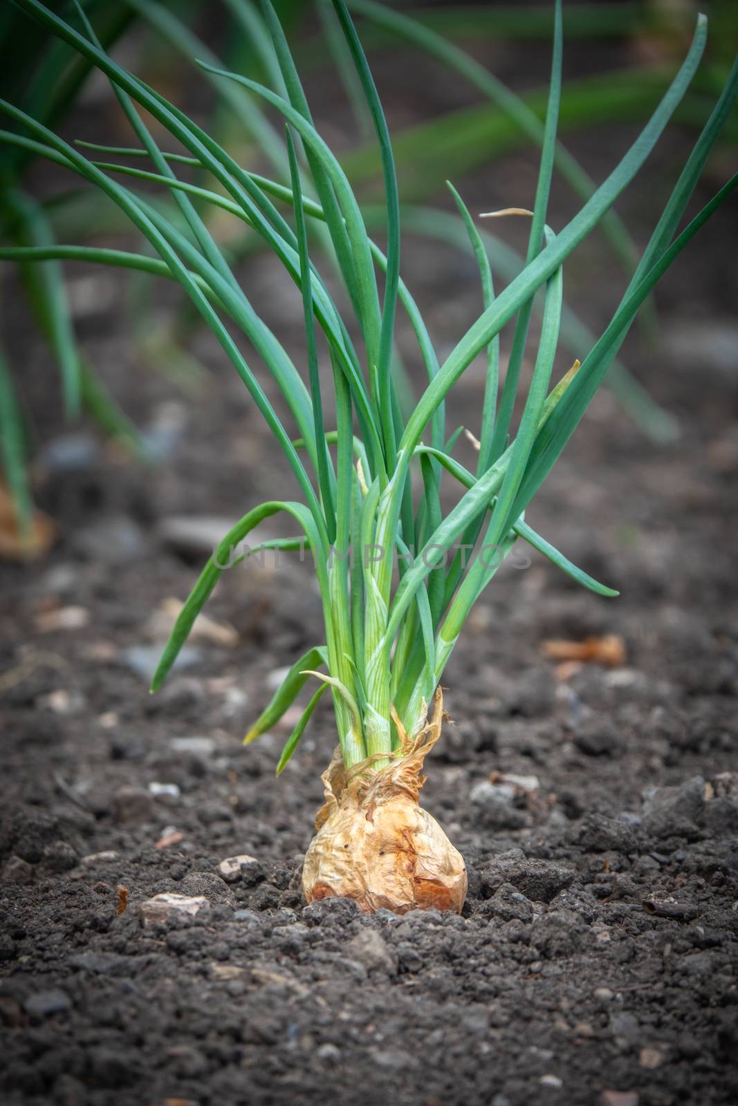 Shallot Onion Growing by mrdoomits