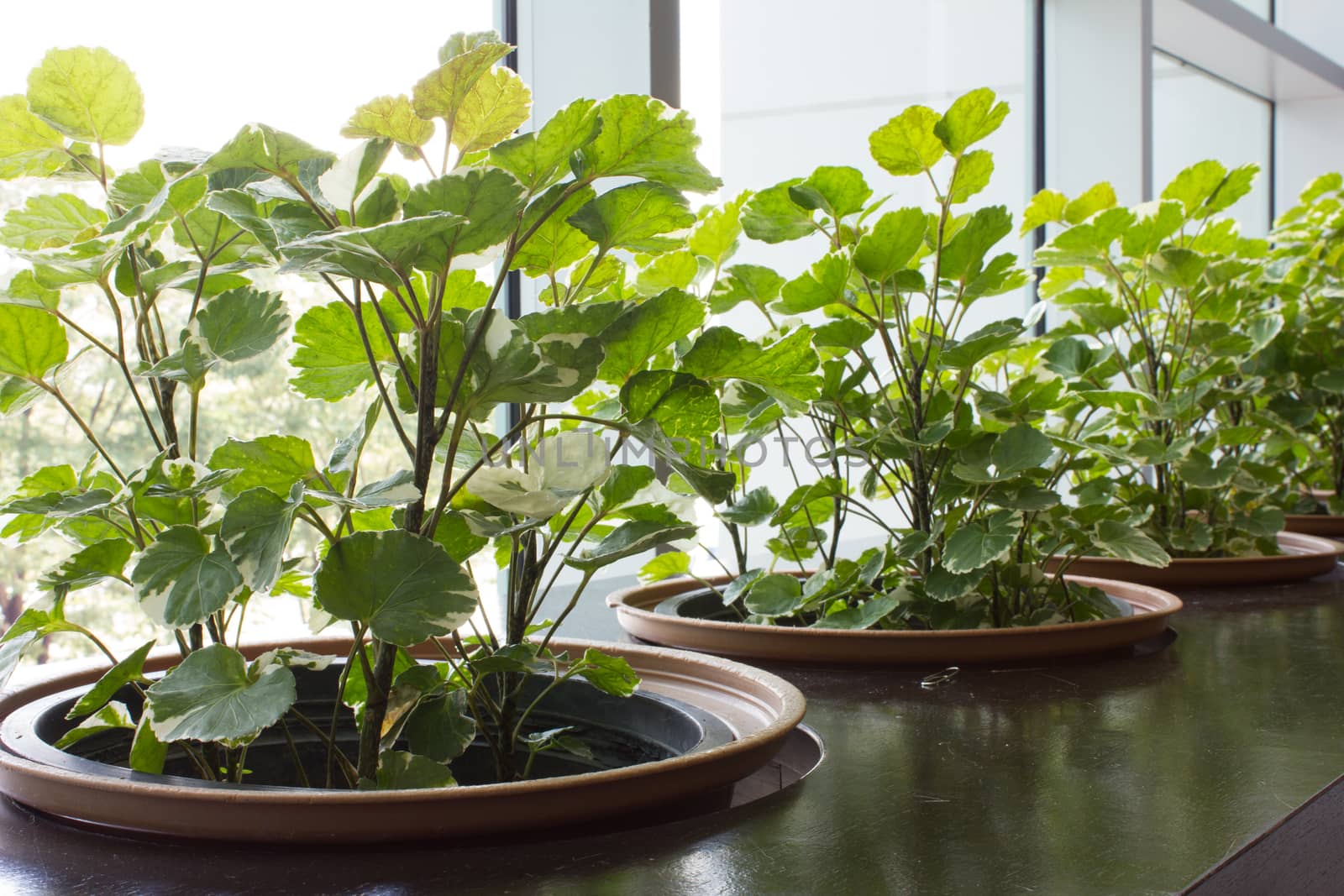 Garden In modern building indoor