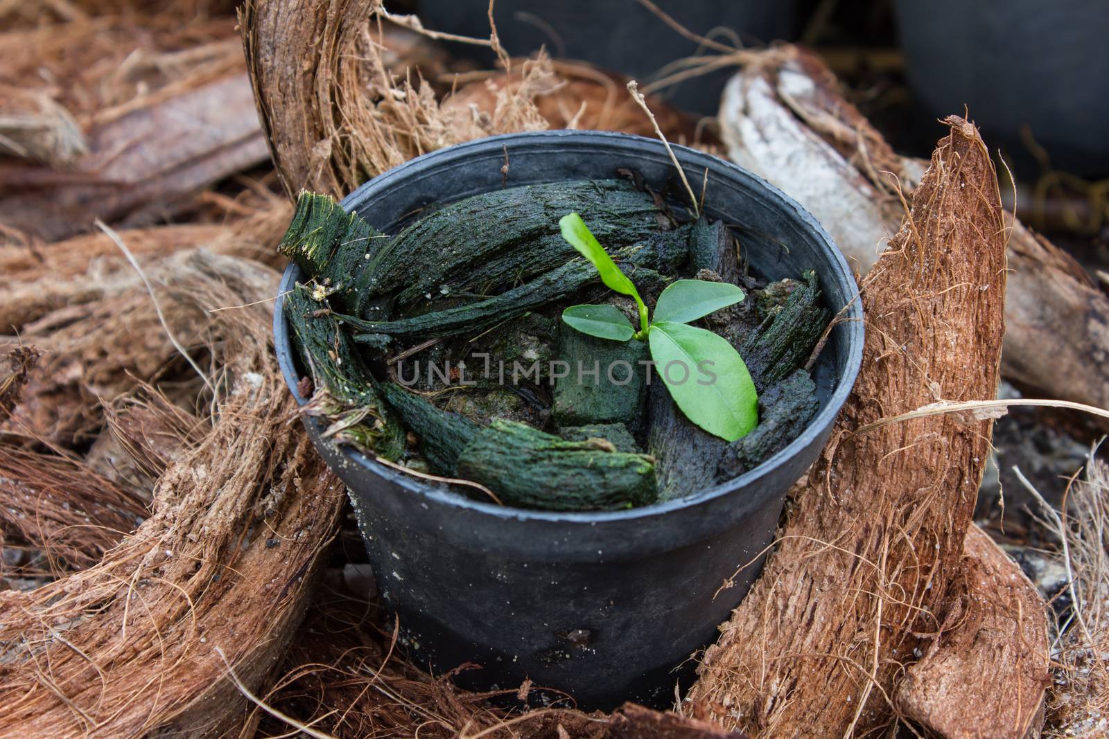 Top view of flower pot in garden