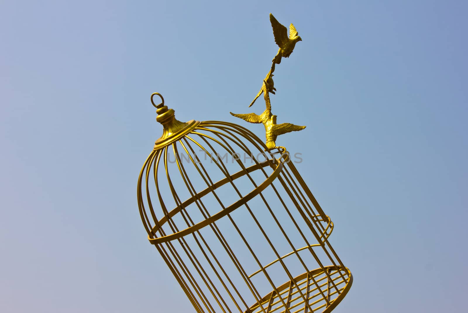 art empty bird golden cage