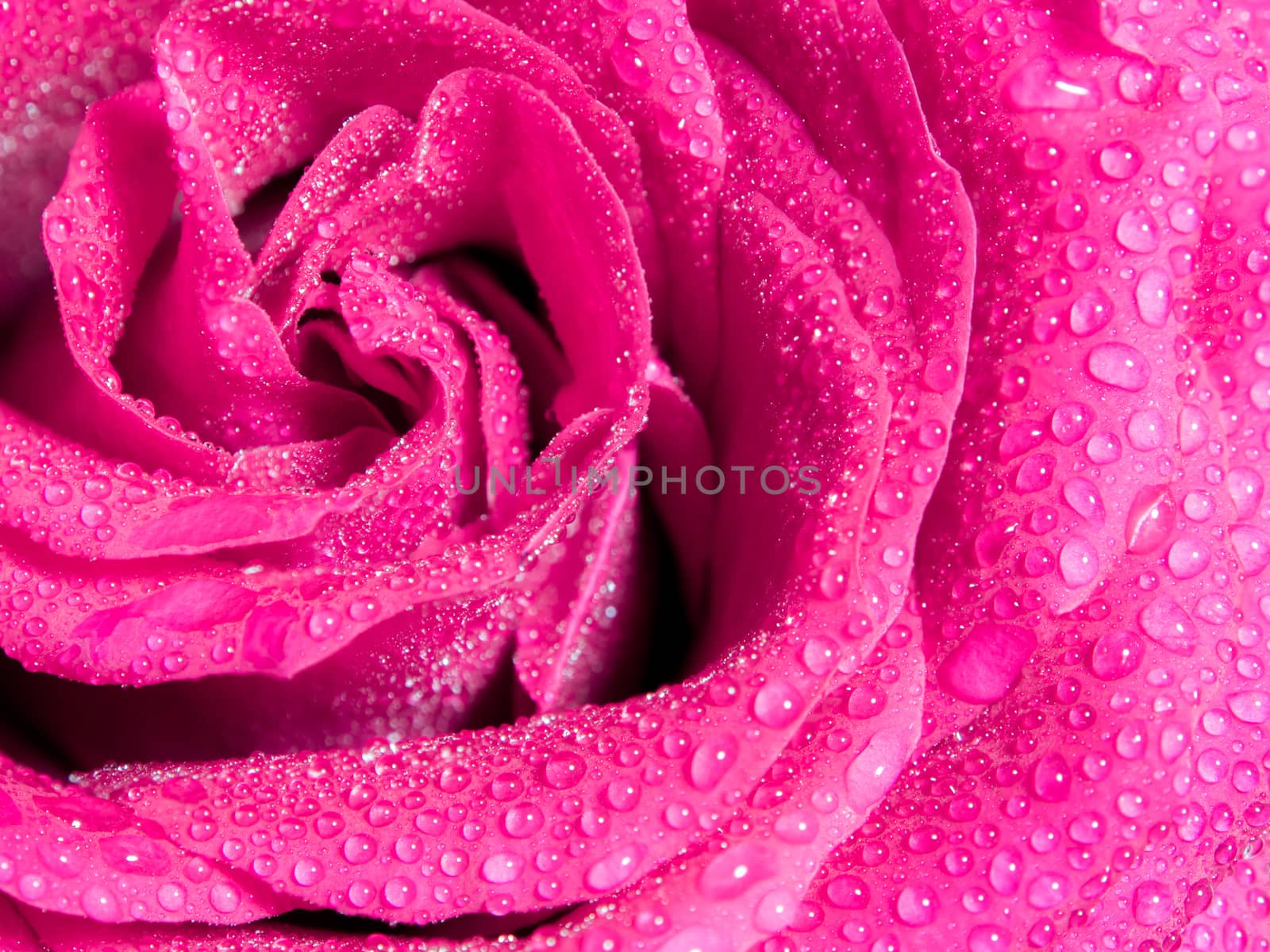 Sweet color of pink rose , Romance color natural floral backgrou by Satakorn