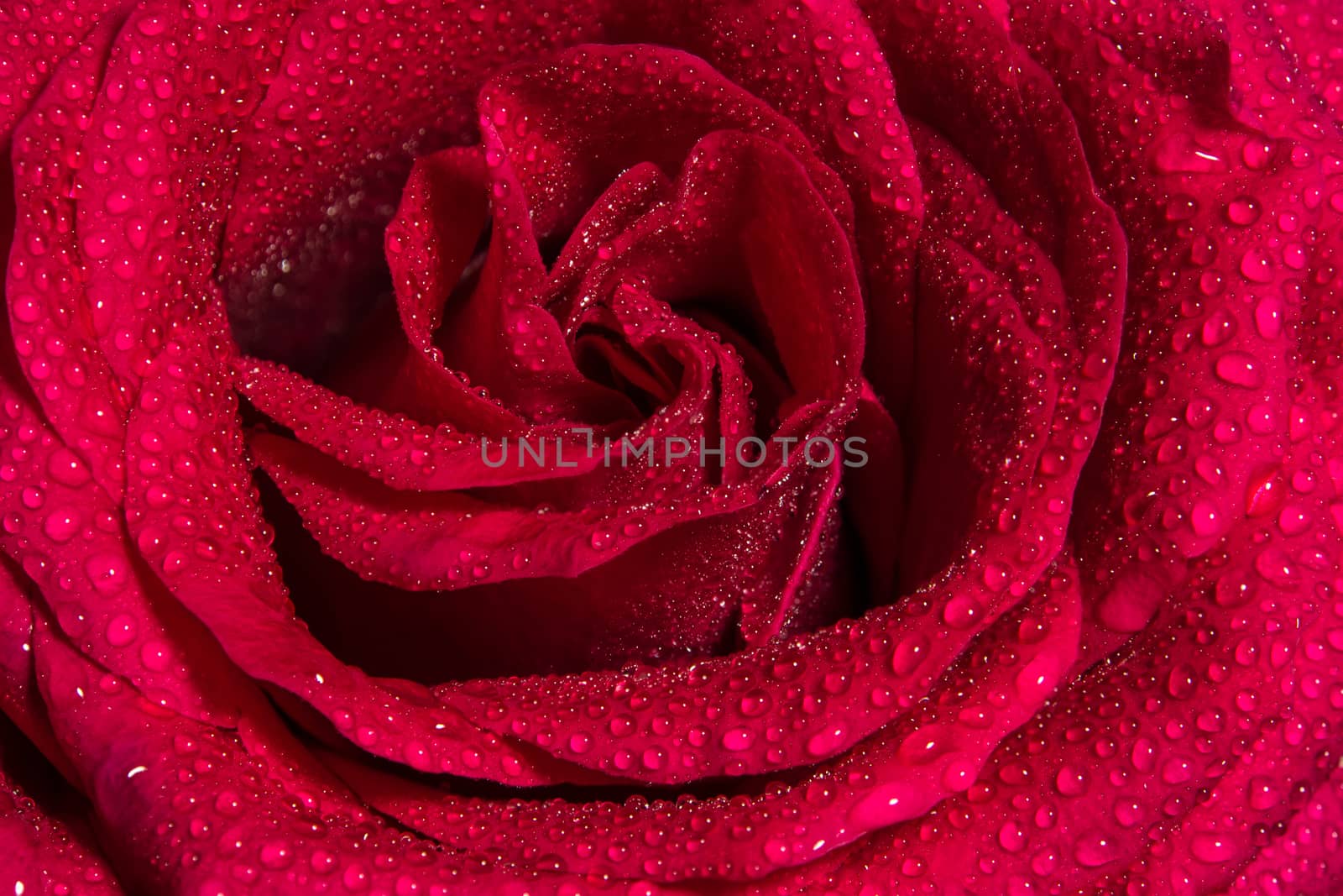 Close up beautiful red rose with water drops on petals, Vivid color natural floral background