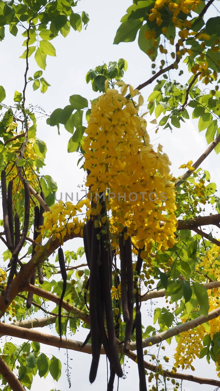 Golden shower (Cassia fistula) flowers near river siem reap cambodia by AndrewUK