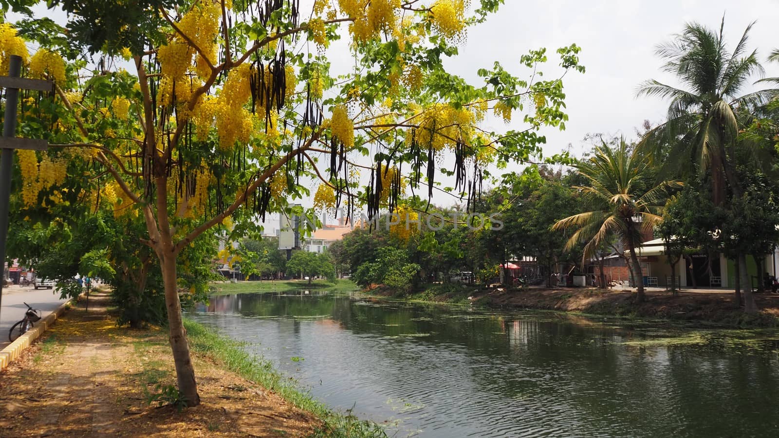 siem reap cambodia river and yellow tree flowering golden shower