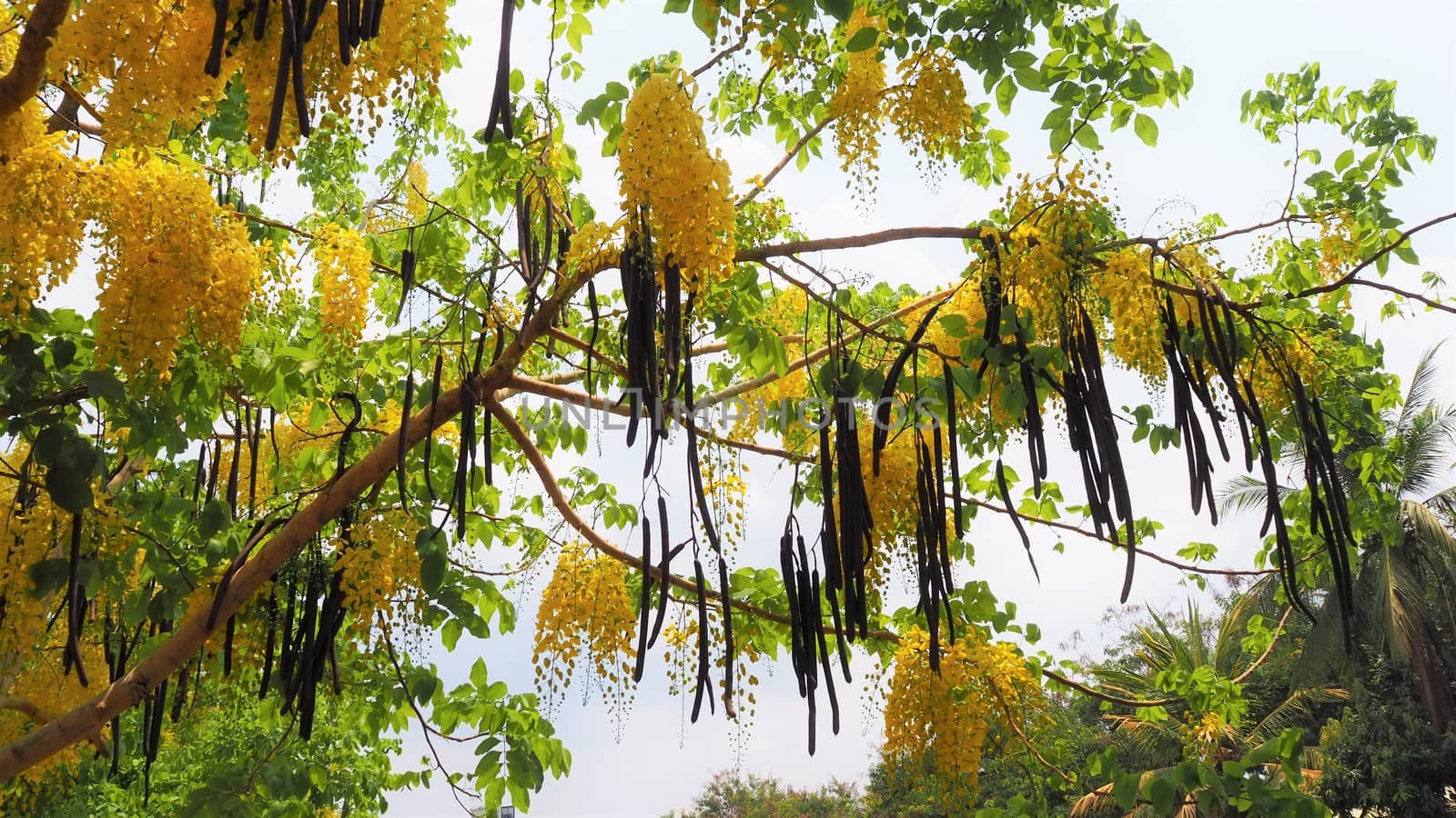 siem reap cambodia river and yellow tree flowering golden shower