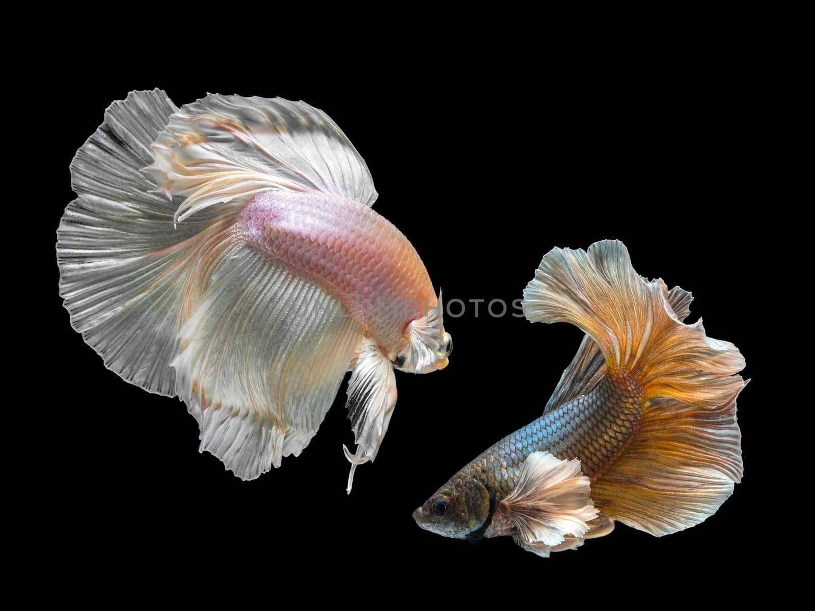 Beautiful movement of two fighting fish on black background by chadchai_k