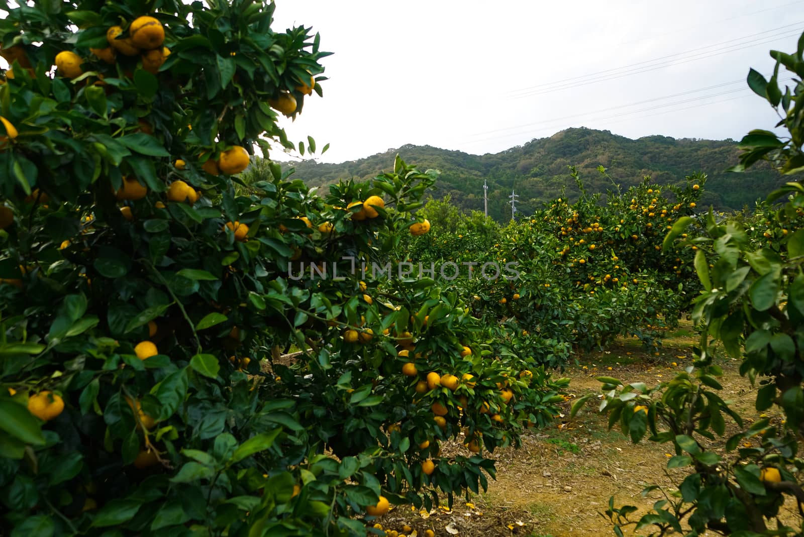 Mandarin Oranges on the tree. Fruit Picking at Gamagori Orange Park, Japan.