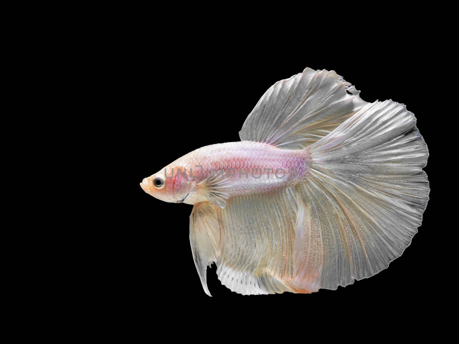 Siamese fighting fish is the freshwater fish with beautiful fins by chadchai_k