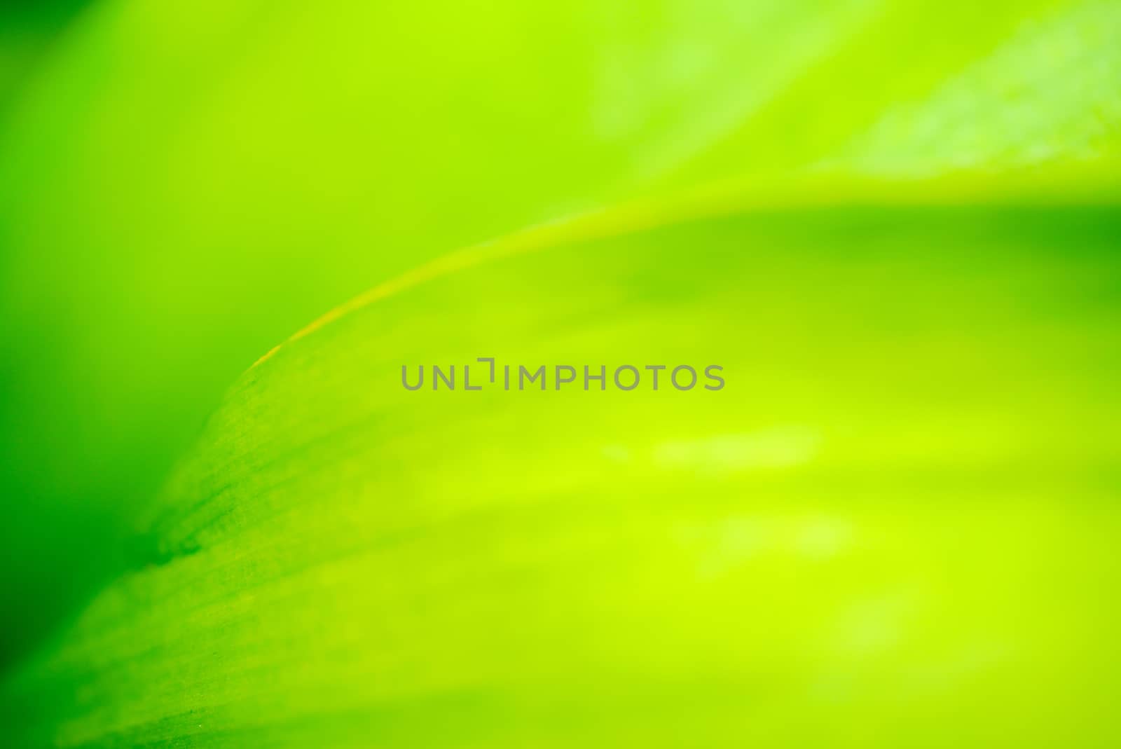 Closeup of green leaf in the garden (Select Focus). Greenery background with copy space, wallpaper concept.