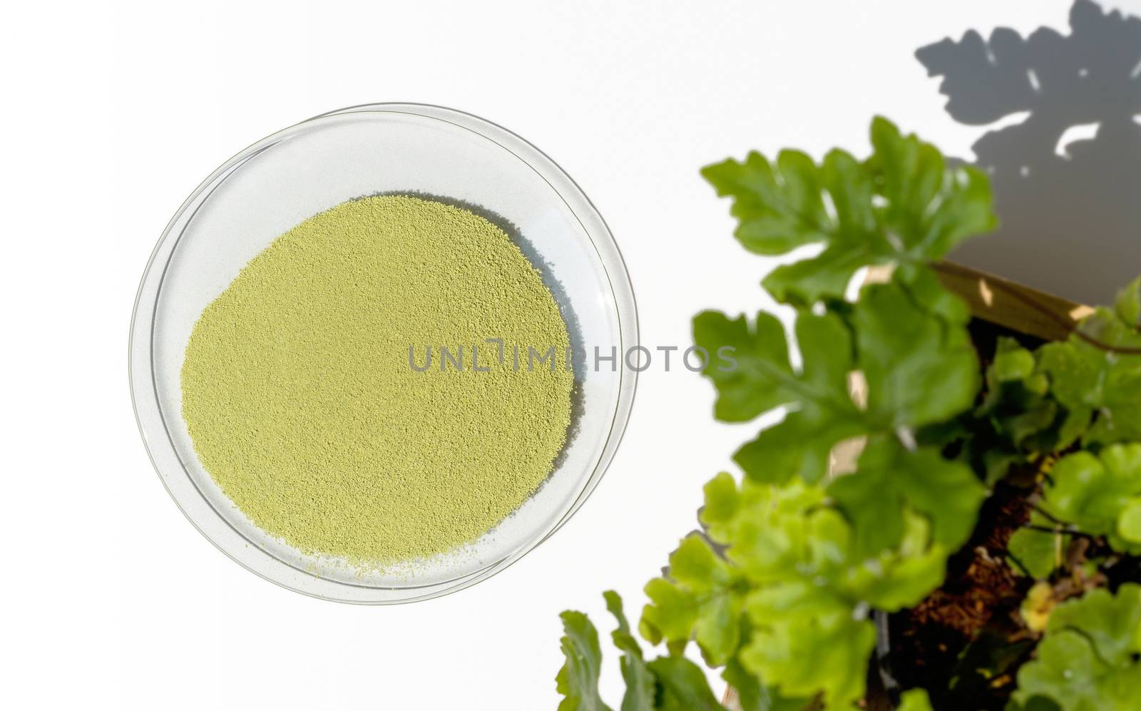 Chemicals for beauty care on the table (Top View). Green Color Powder.