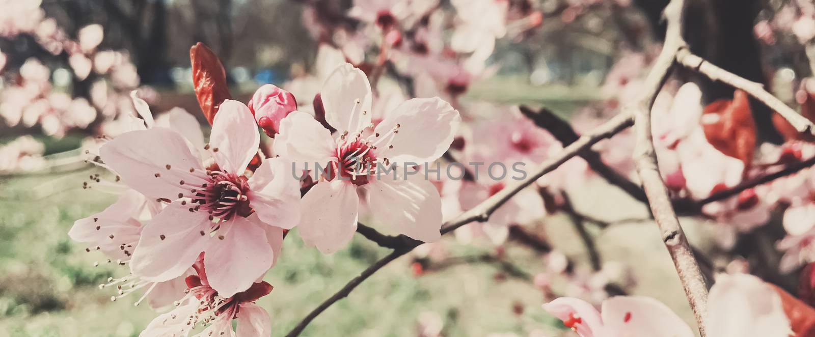 Vintage background of apple tree flowers bloom, floral blossom in spring by Anneleven