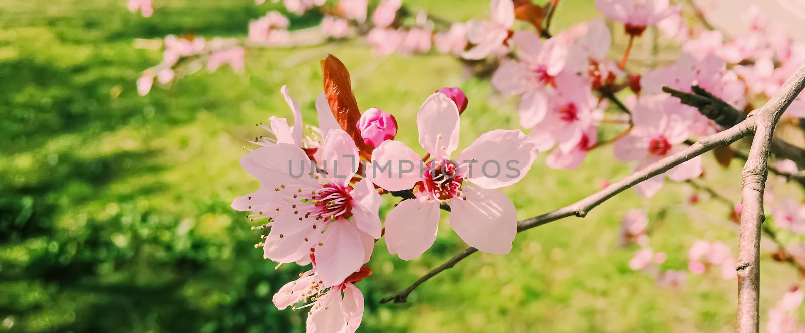 Apple tree flowers bloom, floral blossom in spring by Anneleven