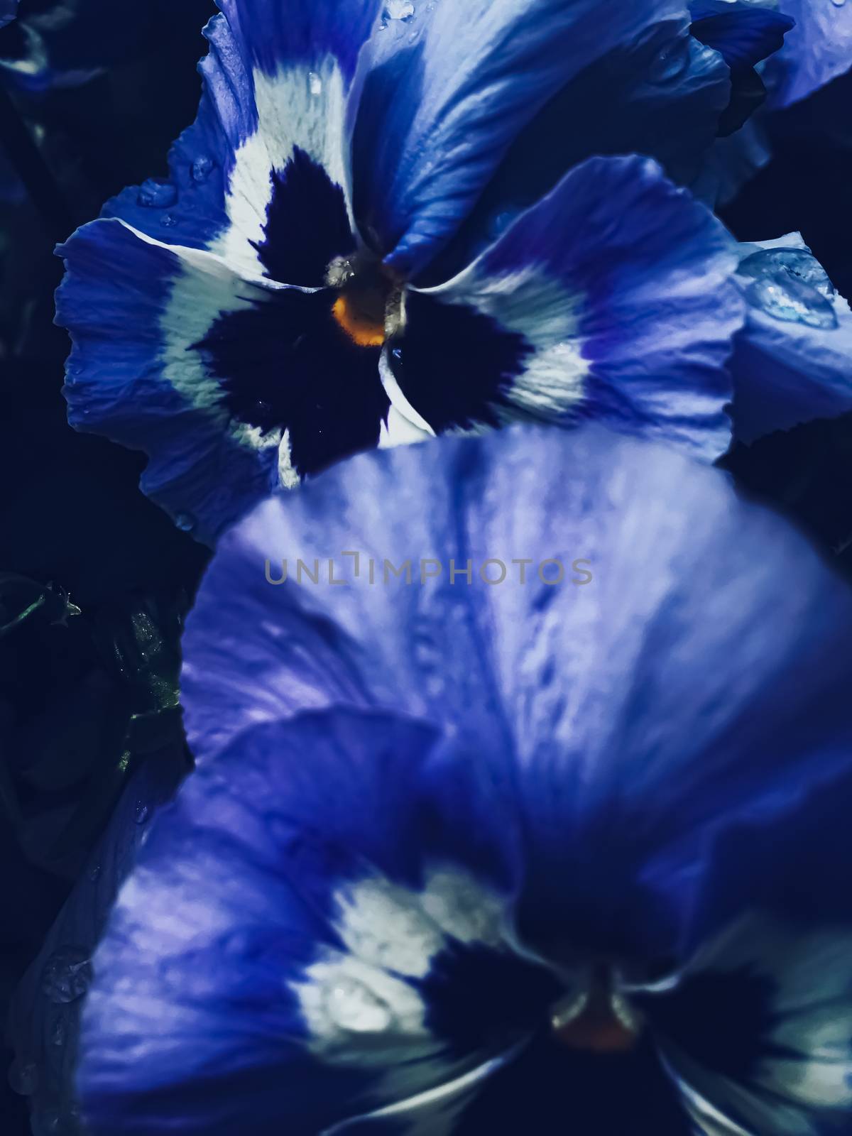 Blue flower on dark background, floral and nature by Anneleven